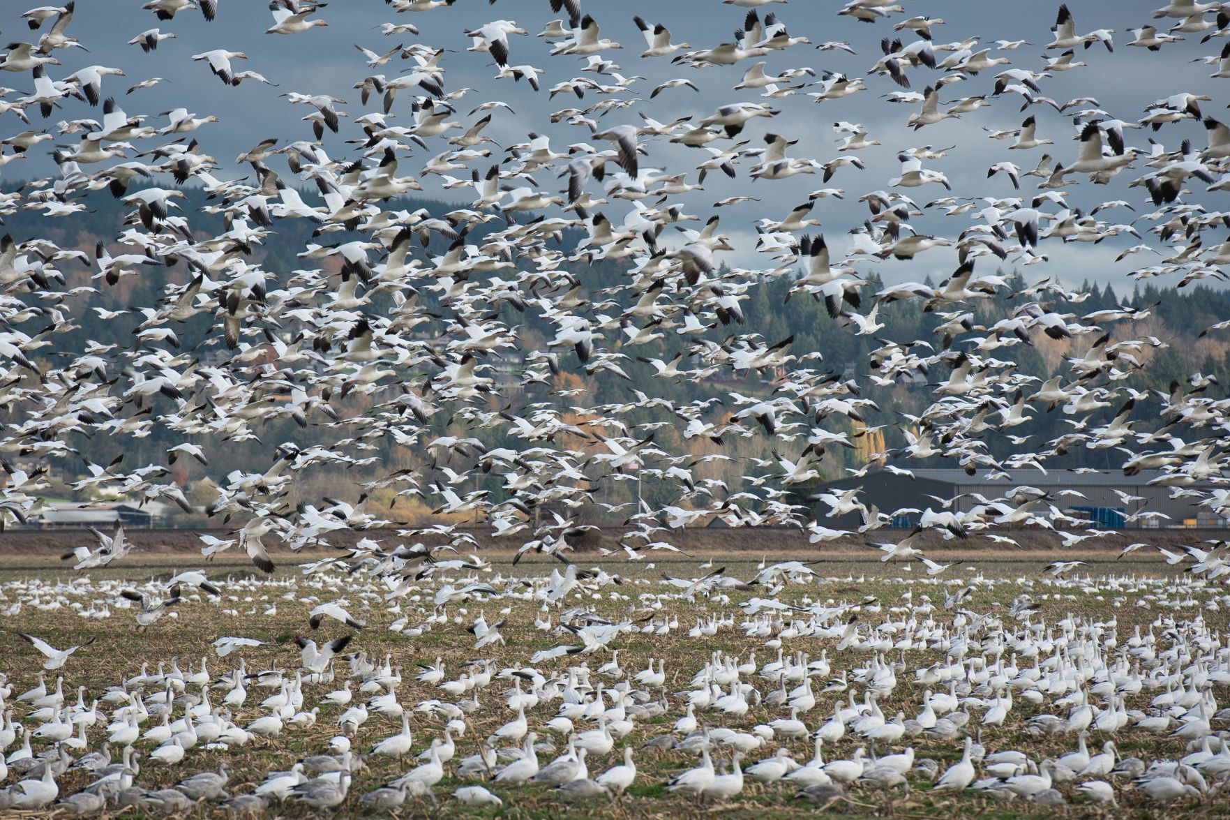 The birds